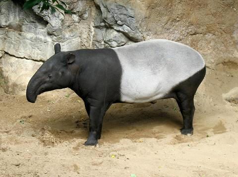 Endangerd Tapir